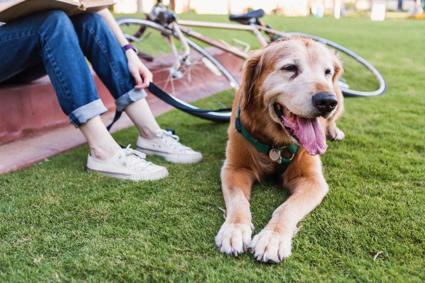 Dog hanging with owner and bicycle parked