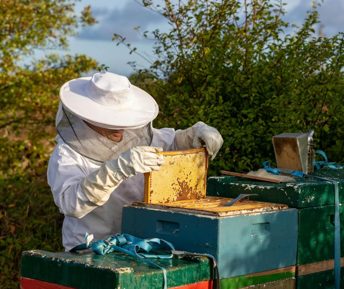 Beekeeper tending bees